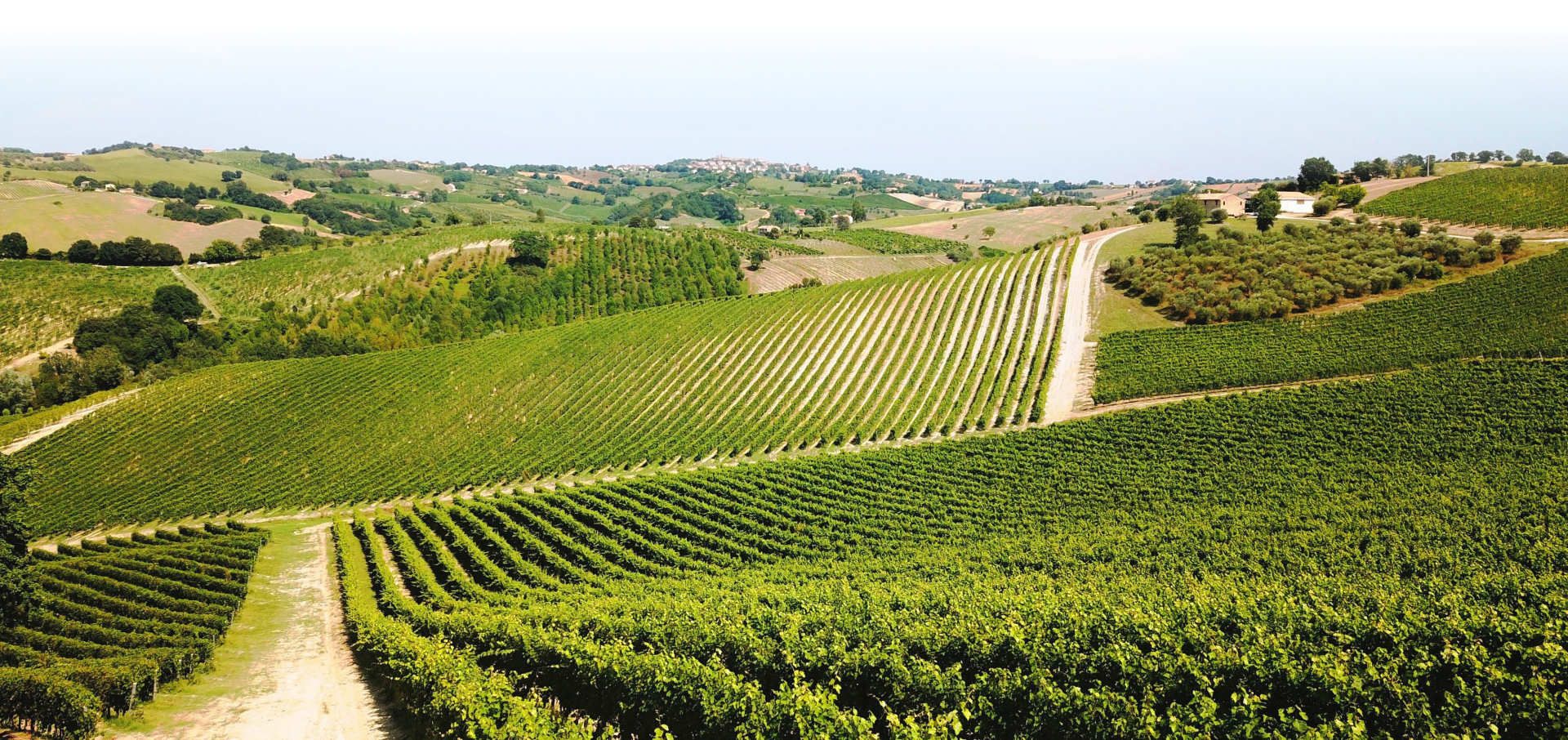 Boccafosca — sito web e e-commerce per cantina vinicola