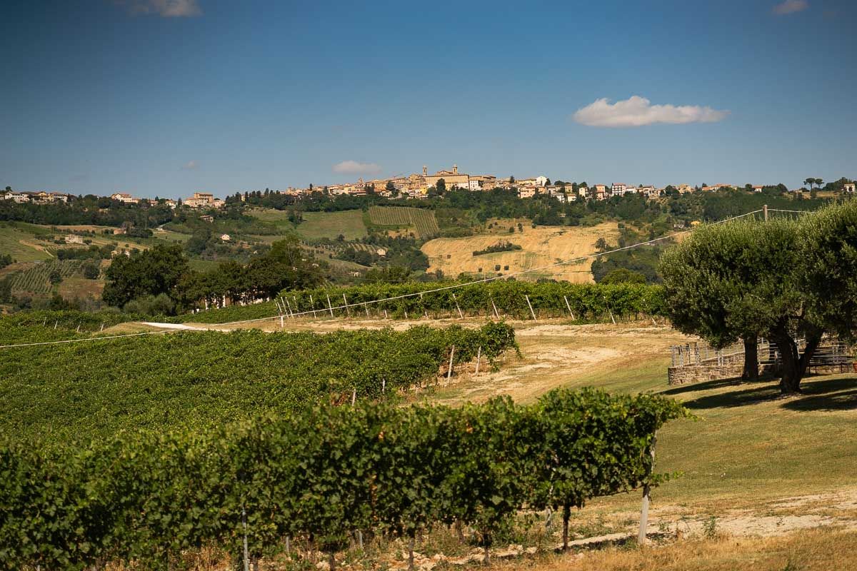 Zena Vini — sito web per azienda agricola e cantina a Cupramontana
